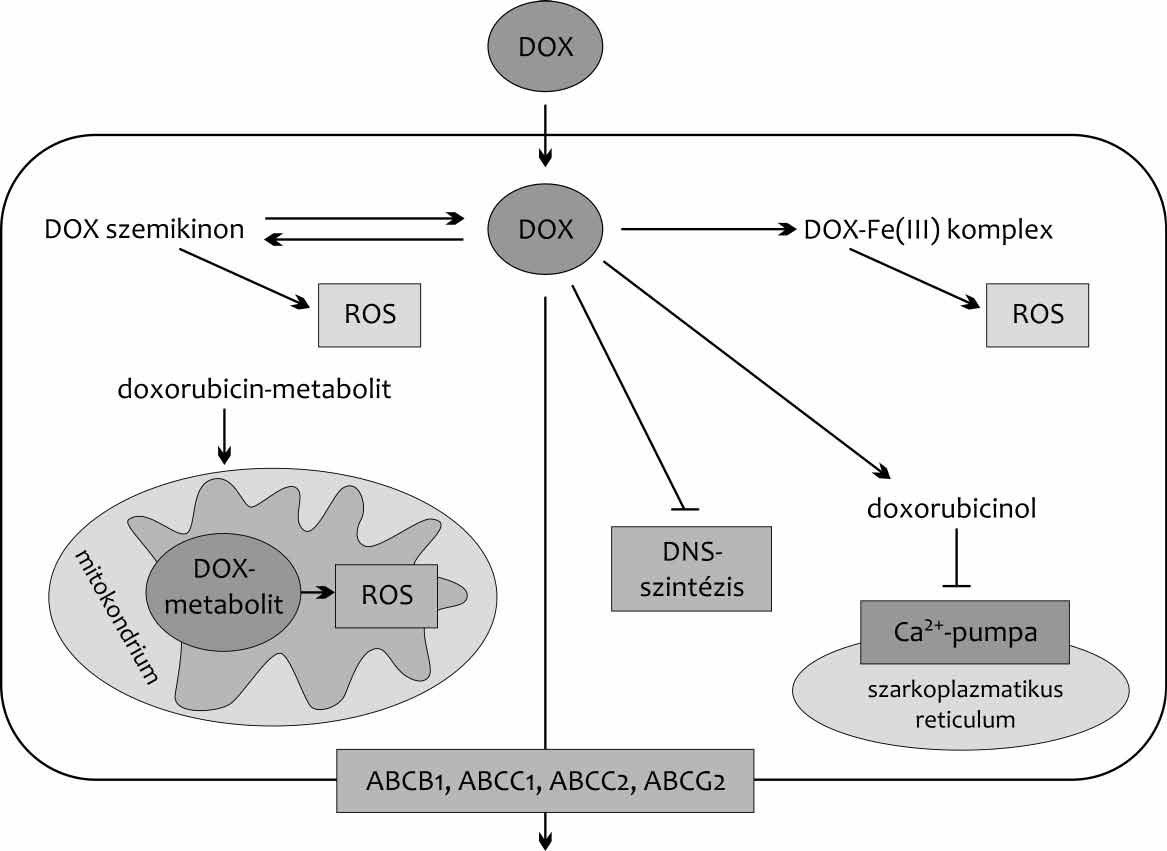 F. Semsei et al. A gyermekkori akut limfoid leukémia val. Emellett feltételezik, hogy az antraciklinek a DNS kettős spiráljába is beékelődnek, így meggátolva a DNS-szin tézist.