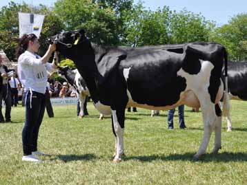 Gilette Brilea F B I 16993 Comestar Stormatic-ET Tenyésztő és tulajdonos: Lajoskomáromi