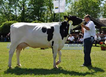 Egyesületi élet Holstein-fríz tehén V.