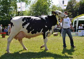 Egyesületi élet Holstein-fríz tehén VII.