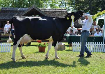 Star-ET 16598 Ménesbirtok Zéta James Tenyésztő és tulajdonos: Körös 2000 Kft.