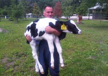 Itt azokra a holstein-fríz bikákra gondolok, melyek meghatározóak a magyar szarvasmarha tenyésztés területén.