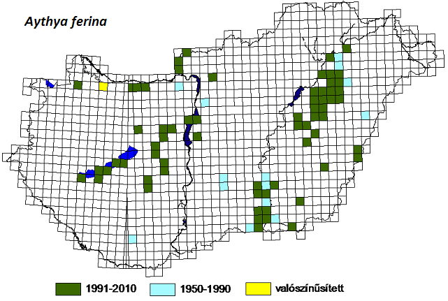 4.1.9 Barátréce (Aythya ferina) 4.1.9.1 Általános bemutatás Európai státusz Az area-kiterjesztést követően az európai állomány az elmúlt évtizedekben valamelyest csökkeni látszik.