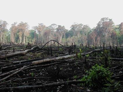 Erdőirtás: Az erdők kiirtása több tényező eredménye, de elsősorban annak az ismeretnek a hiánya teszi lehetővé, hogy az emberiség számára milyen fontosak az erdők.
