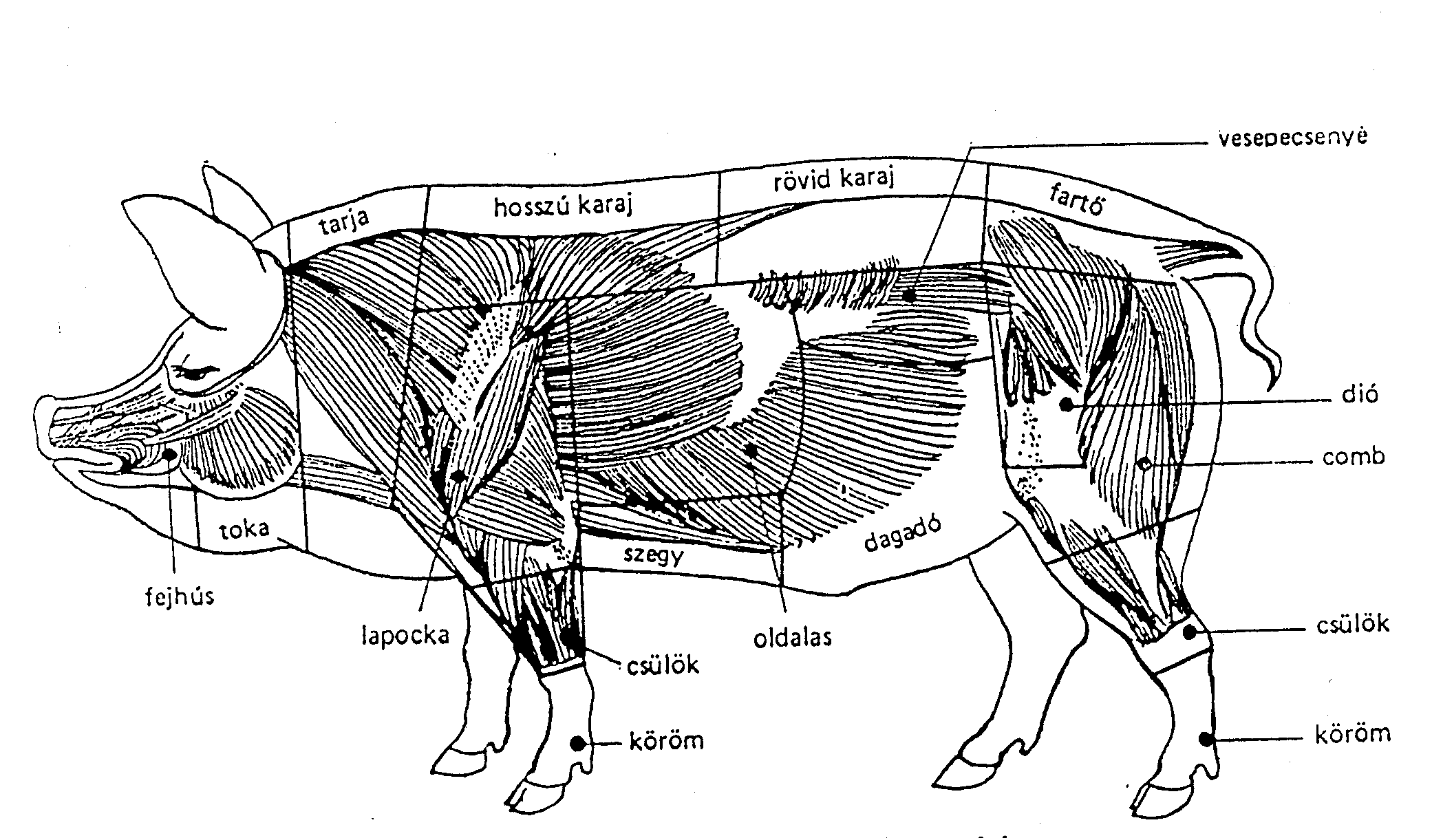 HÚSIPARI