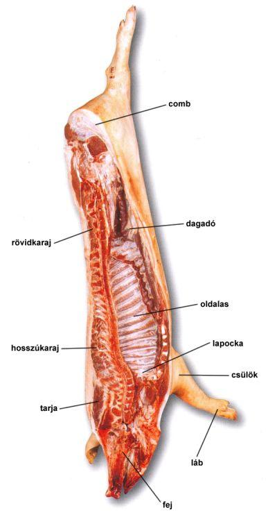 A sertés bontása Sertéshúsok konyhatechnikai felhasználása Használhatóságuk szerint a sertéshúst három csoportra szokás osztani: