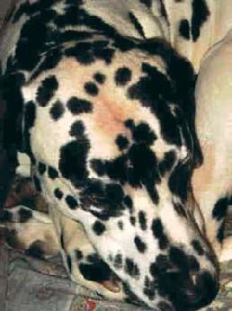 (Dalmata Bronze-Syndroms / Bronzing). Ezt a betegséget az Észak-Carolina Egyetem (USA) 1996-ban részletes vizsgálatsorozatnak vetette alá. A l viszonyok is. A DBS betegségben szen ápolásához.