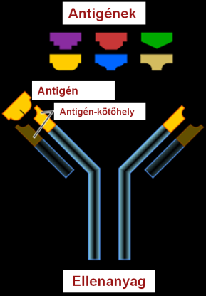 Analitikai módszertan ELISA Meghatározandó molekula Validált és robosztus analitikai módszertan hiánya Kiváltó molekula, epitóp