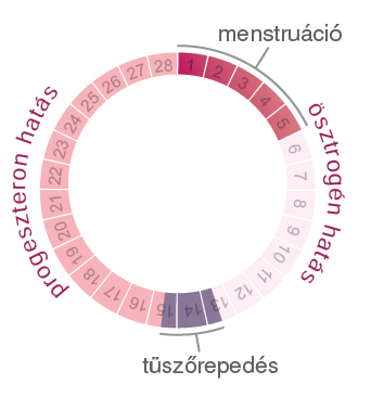 A szabályos ciklus napjai A ciklus első felében a petefészekben a tüsző érése, a méhben a nyálkahártya felépülése zajlik.