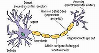 b) Írd be az ábrába az idegsejt részeit! dendritek végfácska Nissl-rögök Ranvier-féle befűződés sejttest sejtmag axondomb axon velőshüvely 9. ábra: Az idegsejt részei ok 1.