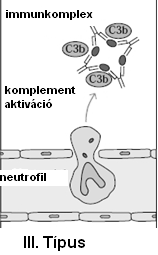 III. típusú allergiás reakció Mechanizmus: immunkomplexek (IC) által okozott szövetkárosodások IC lerakódás a keringésben IC lerakódás a szövetekben (pl.