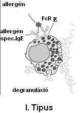 - IgE mediált reakció I.