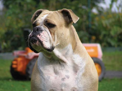 Continental Bulldog".