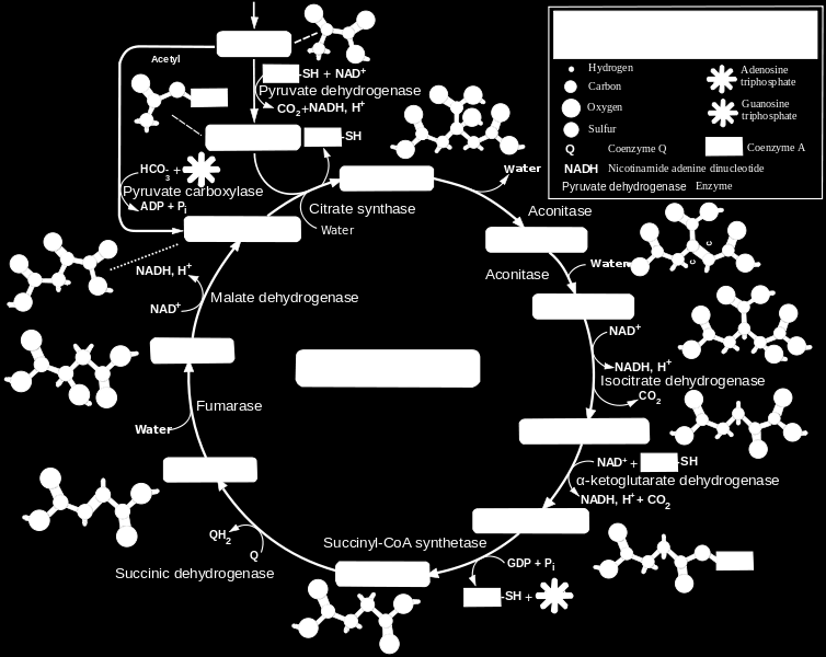 Natural fat with low deuterium The cycle consumes net two molecules of water in mammals http://en.wikipedia.