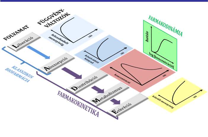 (sebesség,mechanizmus, biogyógyszzerészeti tul.