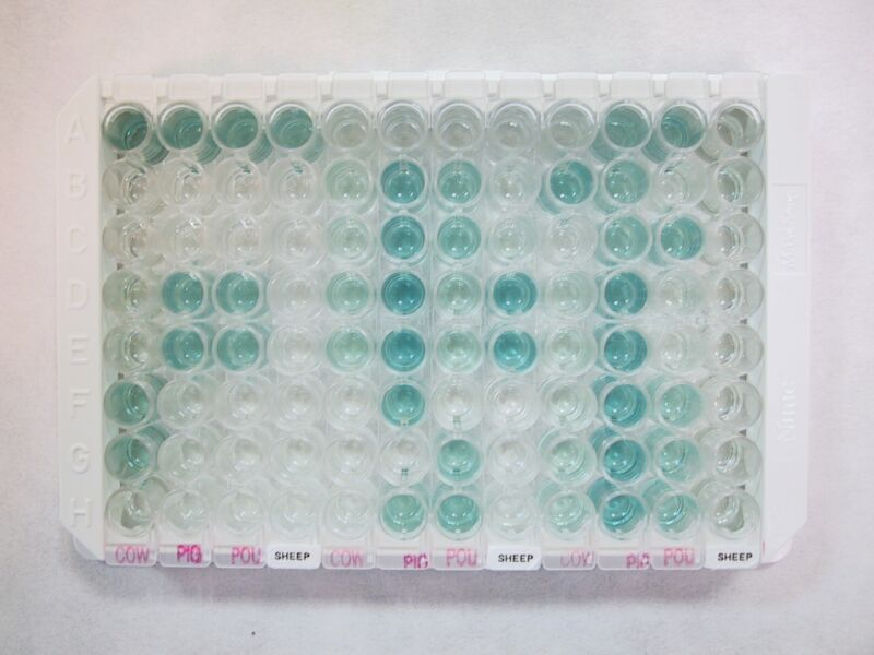 A módszer alkalmas különbözı állatfajok húsának meghatározására (KEREKES, 1993), de mikrobiológiai vizsgálatokra is, pl. Salmonella (TABAJDINÉ, 2002) vagy Listeria (KOVÁCSNÉ és mtsai.