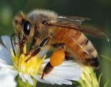 A támogatás a következő állatfajokra vonatkozhat Méh (a méh esetében csak azokra a beruházásokra lehet támogatási