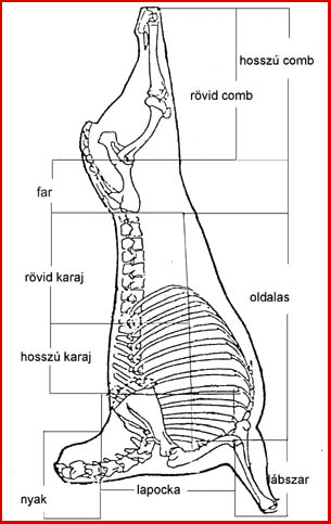 mindenkor a jobb félen végeztük. A féltestek súlyát tisztított állapotban lemértem, utána megállapítottam minden darabolt húsrész súlyát külön-külön 0,01 kg-os pontossággal. 1.
