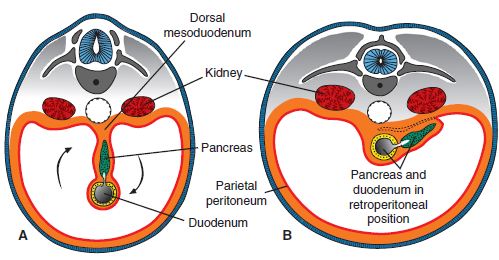 és a duodenum