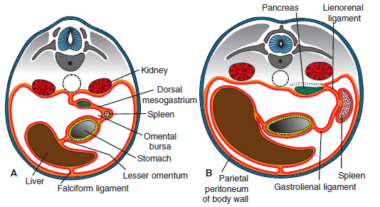 mesenterium lig.