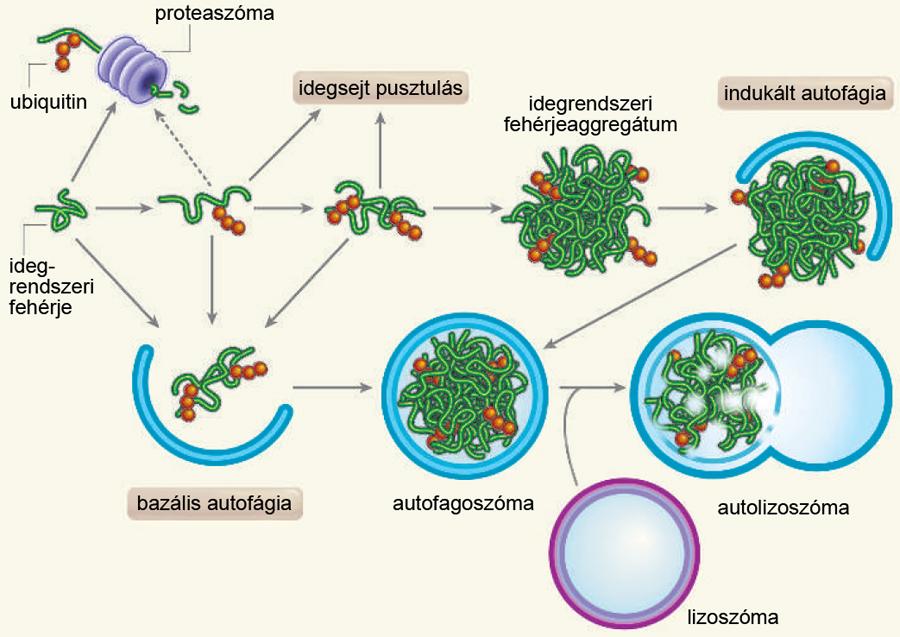Autofág lebontás fokozása Mutáns huntingtin