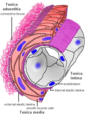 Érfal rétegei: belhártya (intima) hámszövet középső réteg (media)