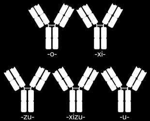 Humanizálás (chimerizációval, vagy CDR grafting technikával) Az egérben létrehozott MAB immunogenitásának csökkentésére.