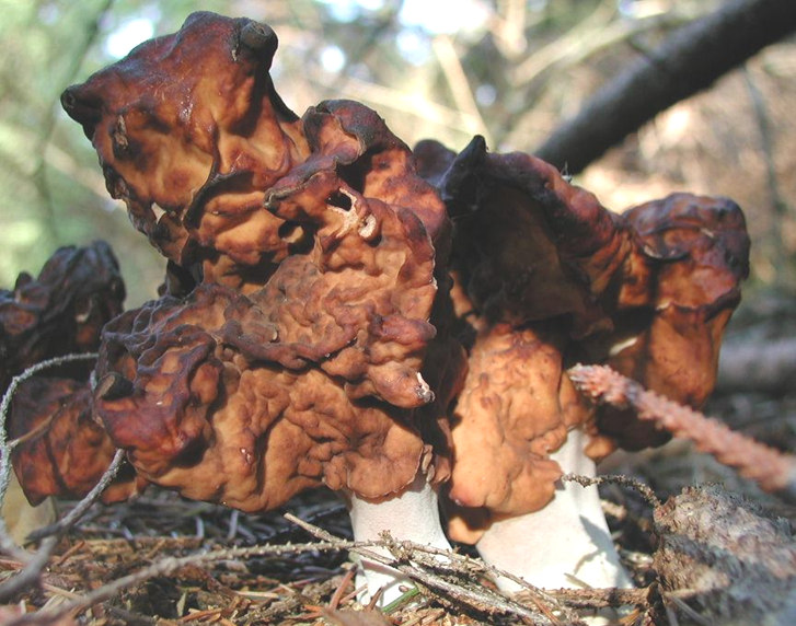 Gyromitra infula Redős papsapkagomba Gyromitra esculenta