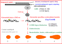 A teszt főbb típusai: 1. Alkalikus Comet teszt: (ph> 13) széles körben alkalmazott protokoll az egyszálú DNS törések kimutatására. 2. Alkalikus Comet teszt: (ph 12.