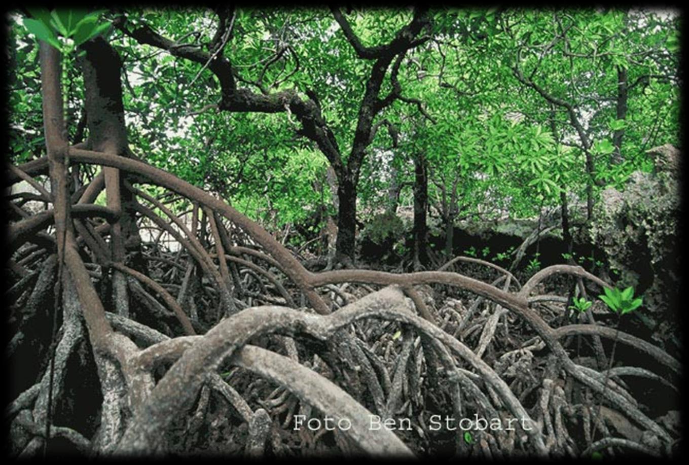 Mangrove