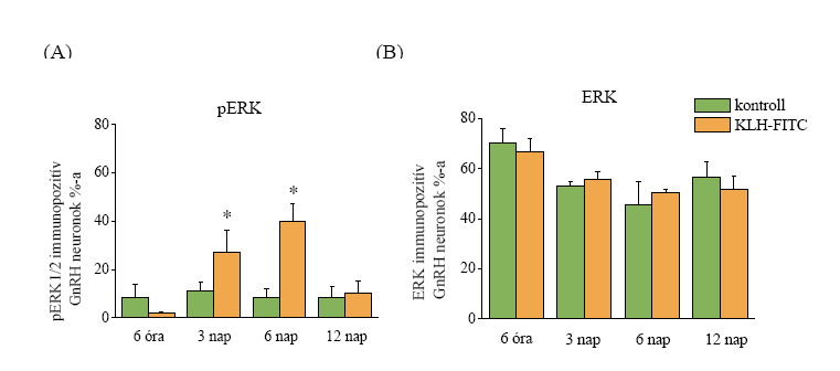 neuronokban, függetlenül a GnRH idegsejtek lokalizációjától (medialis septum, anteroventricularis mag, medialis preopticus area és anterior hypothalamus), valamint a GnRH neuronok száma sem változott