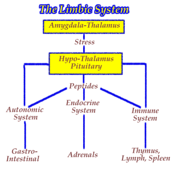 Limbikus rendszer: Funkciója: motiváció, szexuális reakciók, vegetatív és neuroendokrin rendszer