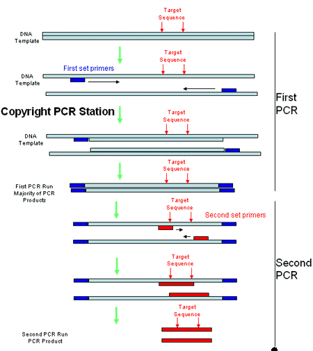 Nested PCR PCR