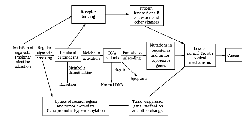 A dohányzás és a daganatok közötti összefüggés a dohányfüstben lévő karcinogének által U.S. Department of Health and Human Services.