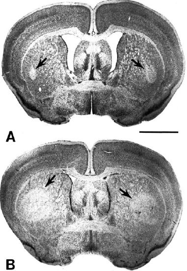 c d A dopamin és metabolitjainak szintje. *p<0.05, ***p<0.001 a kontroll csoporthoz képest; ## p<0.01, ### p<0.001 az MPTP csoporthoz képest. Átlag±SEM.