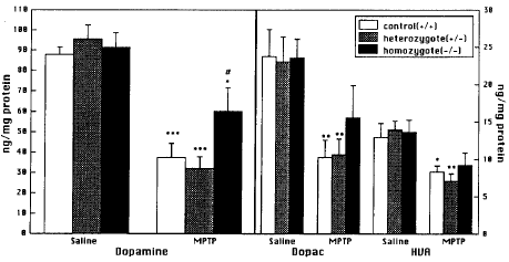 Ezt küszöbölte ki annak az egértörzsnek az előállítása, amely deficiens a citoplazmatikus PLA 2 4 típusára. Ez a törzs infertilis és parciálisan rezisztens a fokális hypoxiára (Bonventre, 1997).