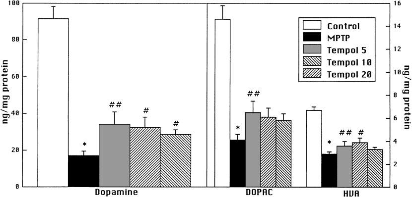 37. ábra. A Tempol hatása az MPTP okozta neurotoxicitásra. Átlag±SEM, *p<0.001 a kontroll csoporthoz képest; # p< 0.05, ## p<0.01 az MPTP csoporthoz képest.