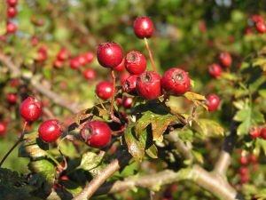 Galagonya - Crataegus Hatása: Vérnyomás csökkentő, szíverősítő, gyomorerősítő, étvágy gerjesztő Alkalmazása: Anginás mellkasi fájdalmak megszüntetésére, szívritmuszavarok szabályozására.