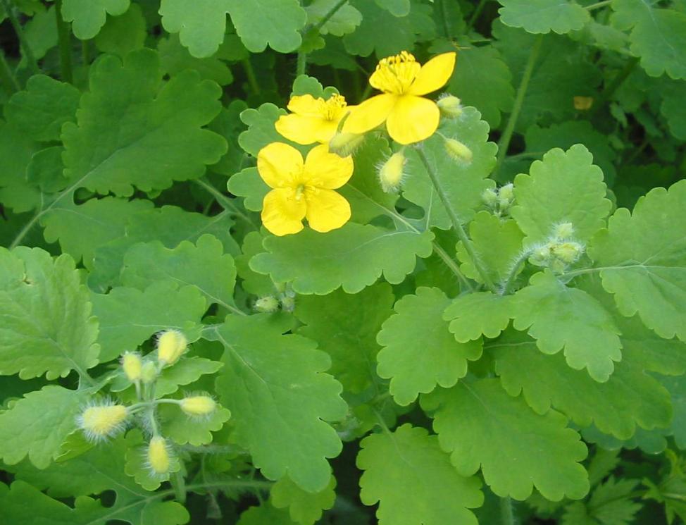 Vérehulló fecskefű - Chelidonium majus www.gyogynovenyekvolgye.hu/verehullofecskefu Hatása: Gyulladás gátló és vízhajtó görcsoldó, salaktalanító. Alkalmazása: Ekcéma, szemölcs, tyúkszem esetén.