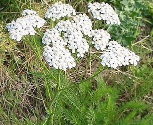 Cickafark - Achillea millefolium Hatása: Görcsoldó, fertőtlenítő, emésztést javító, vérzés-, köhögés- és fájdalomcsillapító.