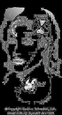 Elégtelen hormonhatás esetén olyan anyagot termel (TRH = thyroid release hormone) ami serkentőleg hat az agyalapi mirigy (hypofízis) TSH (Thyroid Stimulating Hormone) termelésére.