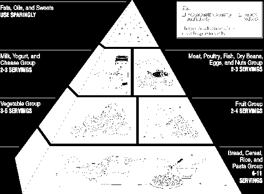 1.4. A helyes táplálkozás táplálékpiramis Az ember mindenevő. Mai életmódunk, környezetünk és lehetőségeink megkövetelik, hogy a táplálékok helyes arányát tudatosan osszuk be.