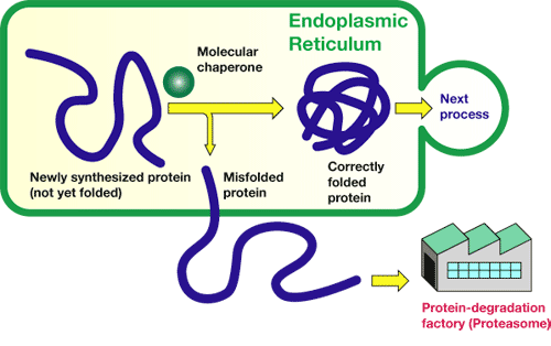 PROTEIN AGGREGÁCIÓ Abnormális fehérjék