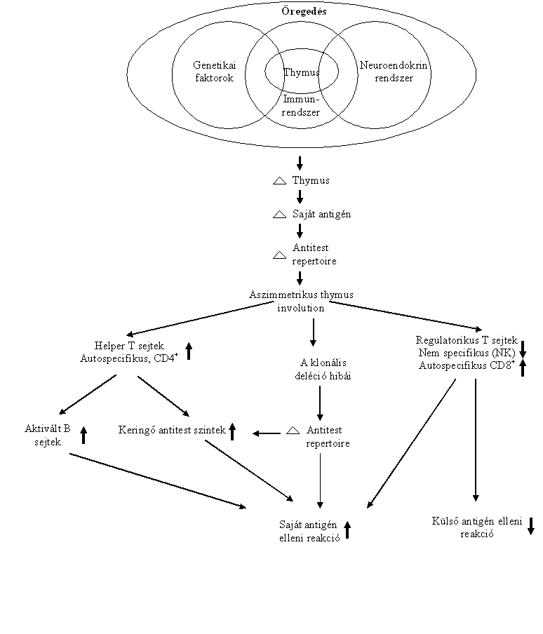 Az immunrendszer öregede zavarai Az öreged az immunreaktivitás vával társul, melyek közül legjelentosebbek a T-sejtek muködében következnek be.