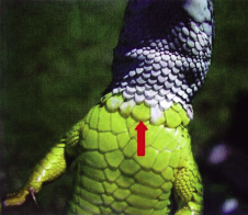 2 3 2. ábra. Zöld gyík (Lacerta viridis) szeme mellett vért szívó Ixodes ricinus nimfa Figure 2. Ixodes ricinus nymph feeding next to the eye of a green lizard (Lacerta viridis) 3. ábra. Zöld gyík (Lacerta viridis) oldalán vért szívó Ixodes ricinus nimfa Figure 3.