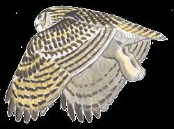 Baglyok II. Az erdei fülesbagoly (Asio otus) az egyik leggyakoribb bagolyfajunk. Szigorúan éjszakai aktivitású ragadozó.