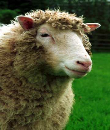 Petesejt Sejtmag átültetés Feb 14, 2003 Dolly elpusztult Dolly egy hatéves juh genetikai anyagát kapta