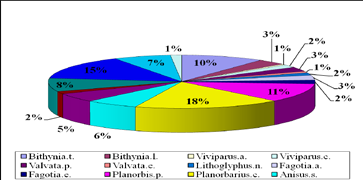 234 Go r o n d i T. Illár L.: A Borzsa-folyó puhatestű faunájának vizsgálata... esperi), Planorbis.p éles csiga (Planorbis planorbis), Planorbarius.c tányércsiga (Planorbarius corneus), Anísus.s. vízicsiga (Anisus spirorbis), Anísus.