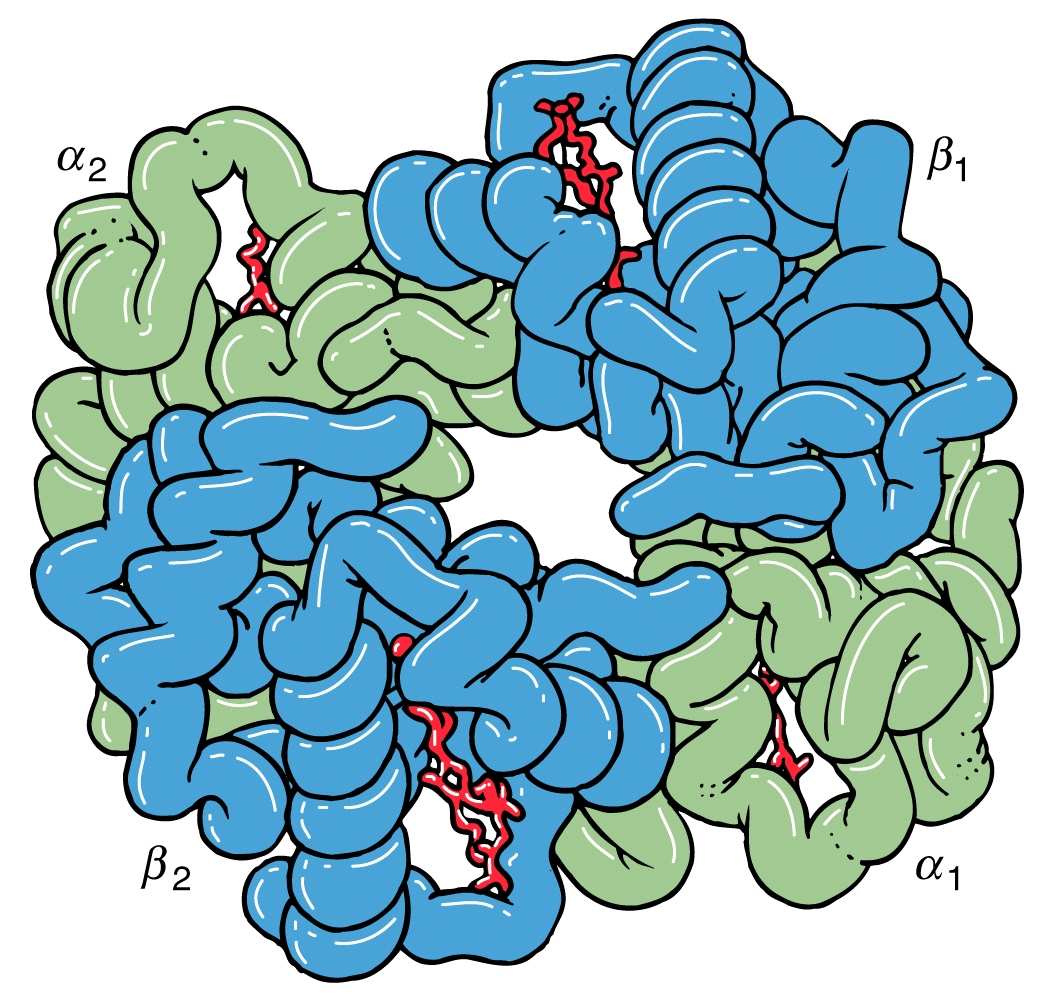 A hemoglobin