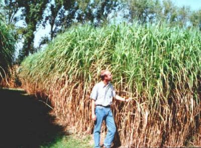 Miscanthus x giganteus